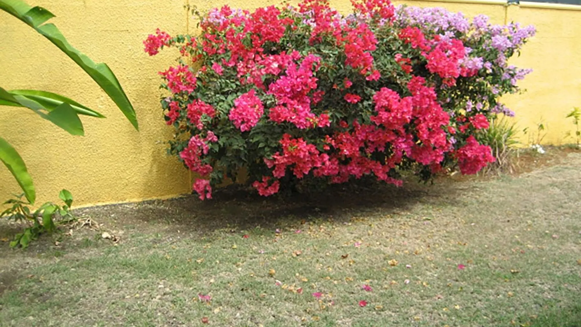 House With 2 Bedrooms In Saint-Francois, With Pool Access, Enclosed Ga Guadeloupe
